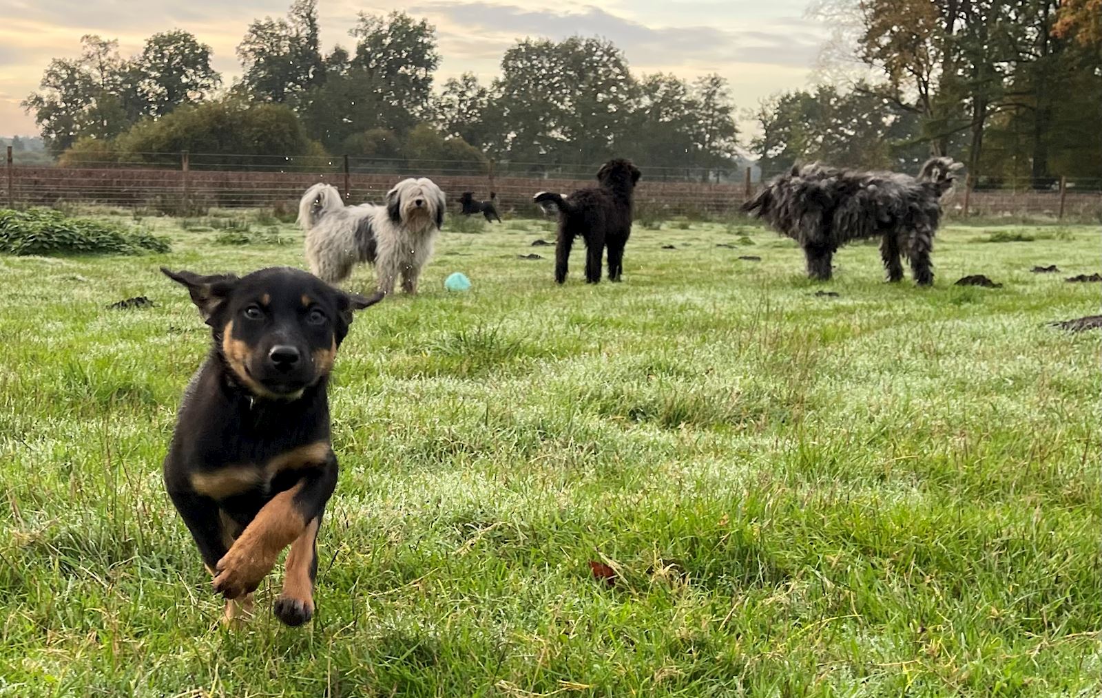 Wat is het verschil tussen een Working Kelpie en een Australische Kelpie?