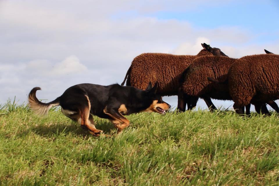 Welke gezondheidschecks zijn belangrijk bij Working Kelpie ouderdieren?