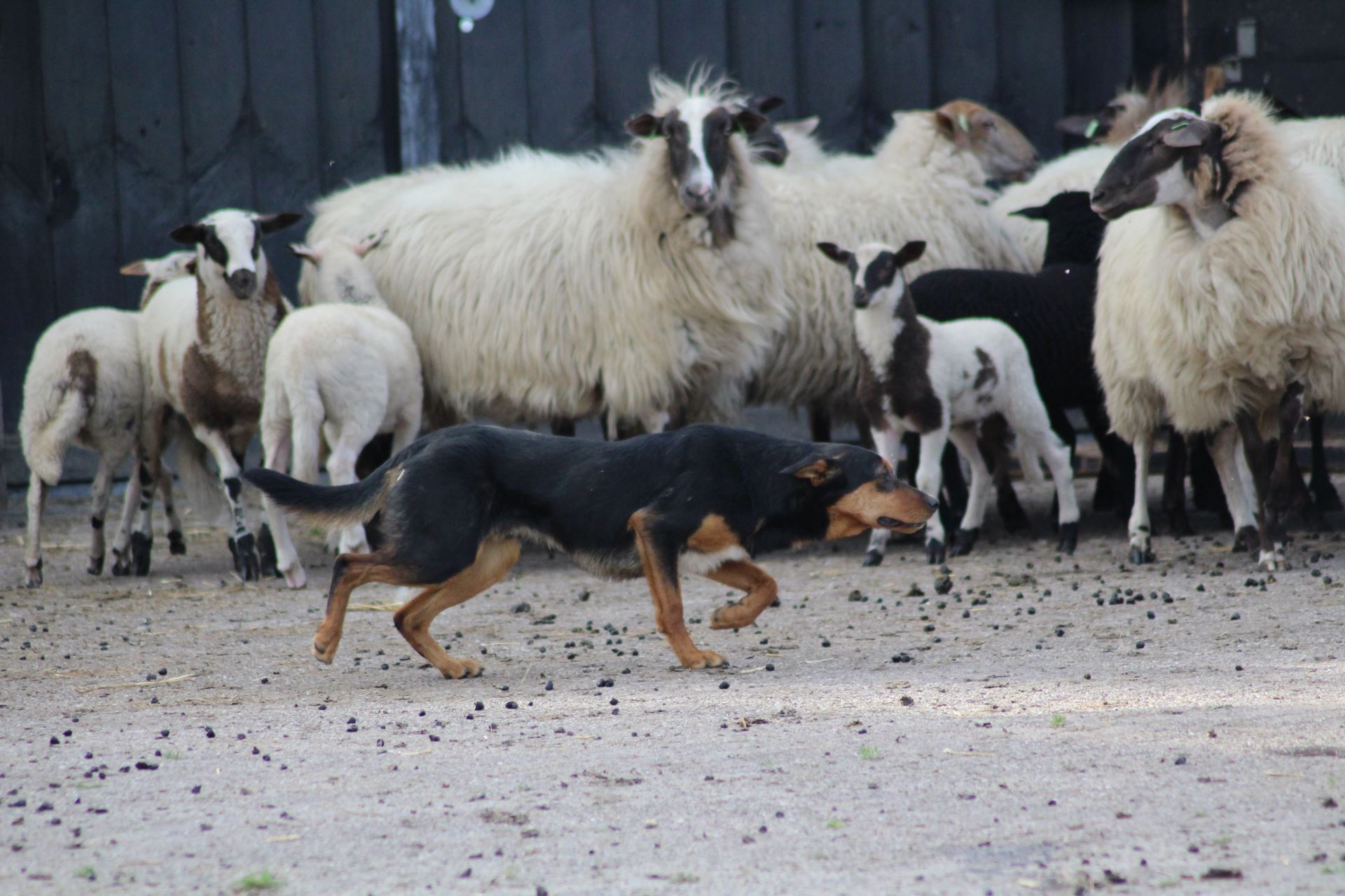 Welke fokker van Working Kelpies in Nederland werkt met een echte kudde?