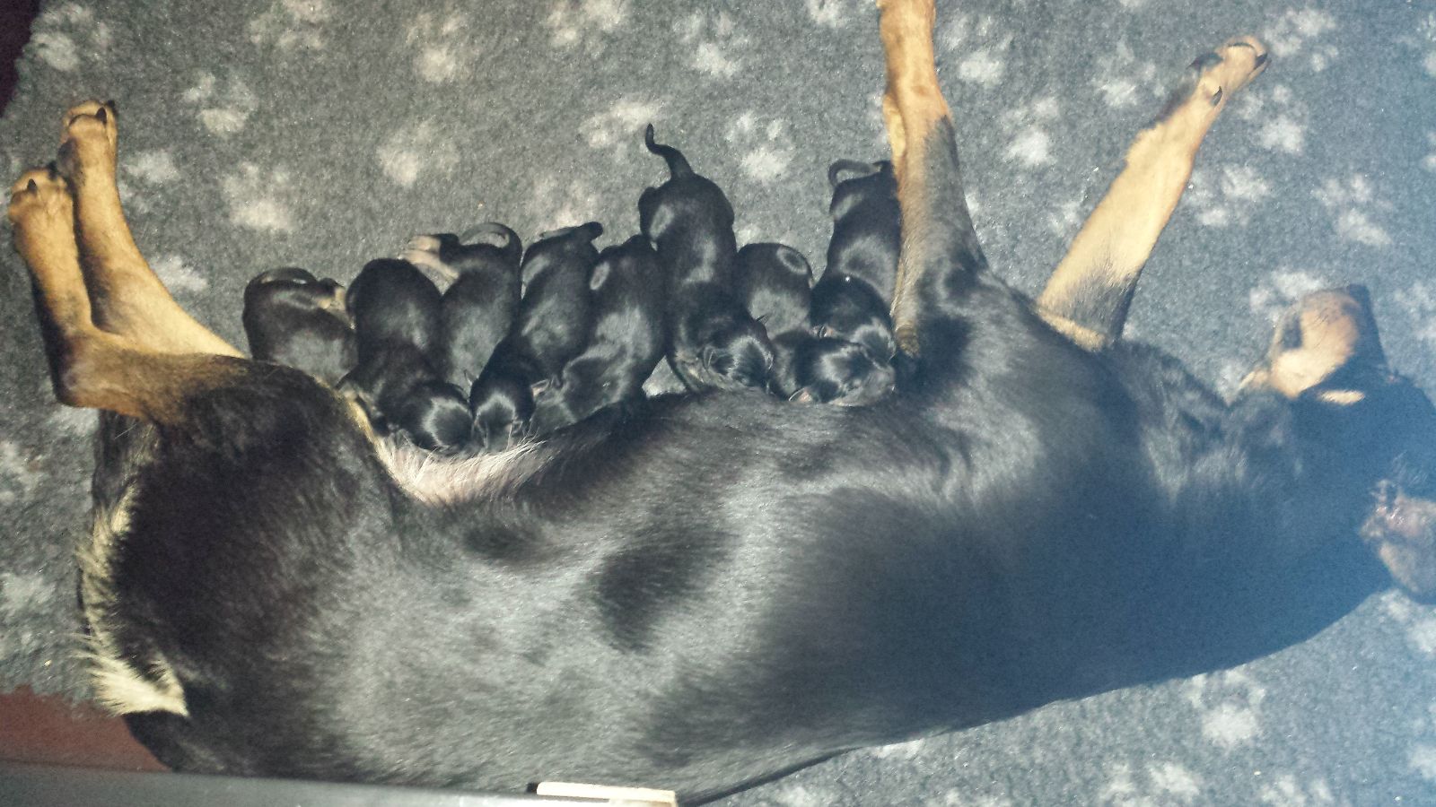 Hoe werkt de wachtlijst voor een Working Kelpie pup?