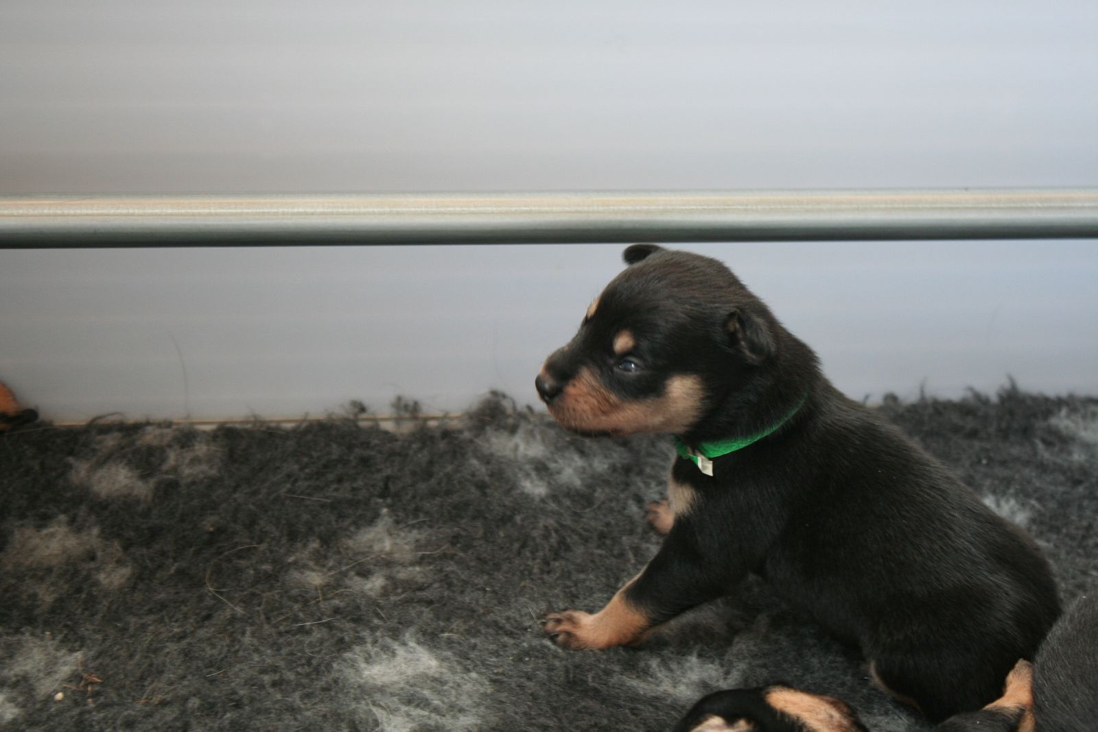 Kan ik een Working Kelpie pup kopen als ik geen vee heb?