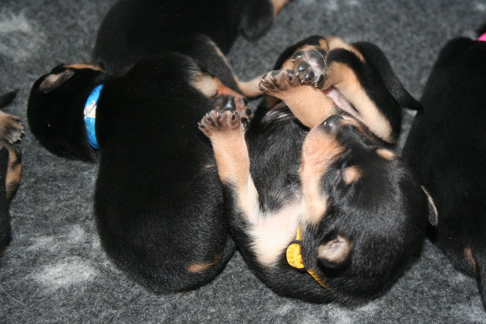 Wat kost een Working Kelpie pup uit werklijnen?