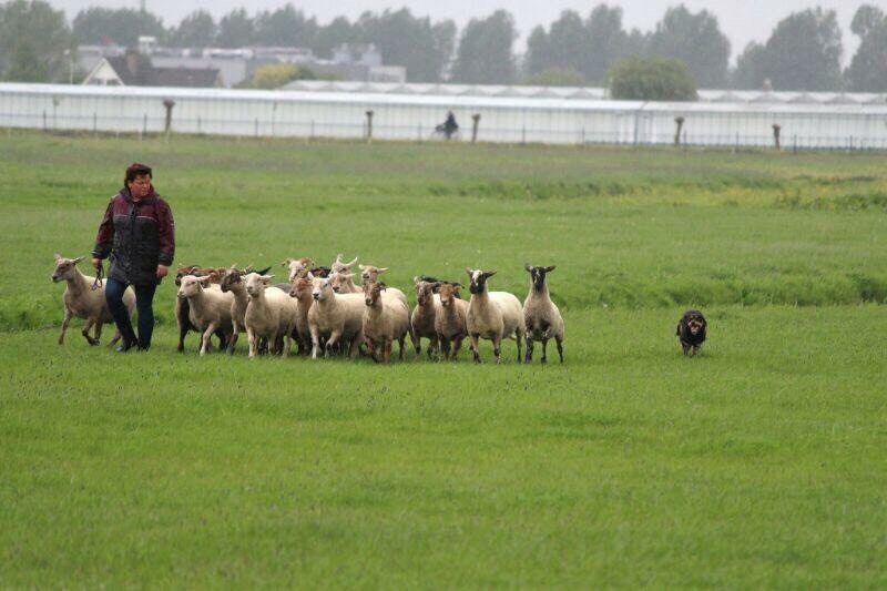 Hoe start u met Working Kelpie training bij schapendrijven?