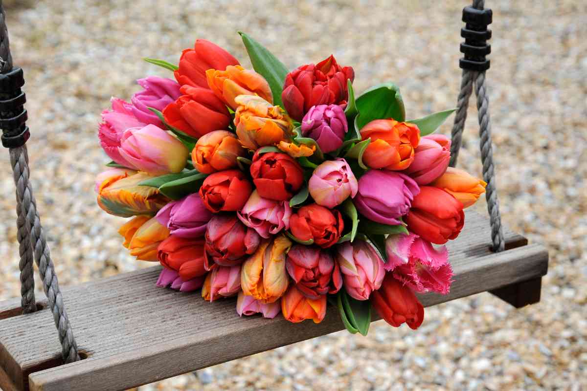 Tulips Mixed Colours