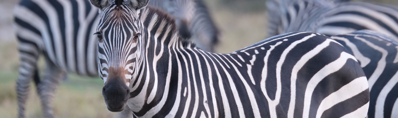 hoofdfoto zebras