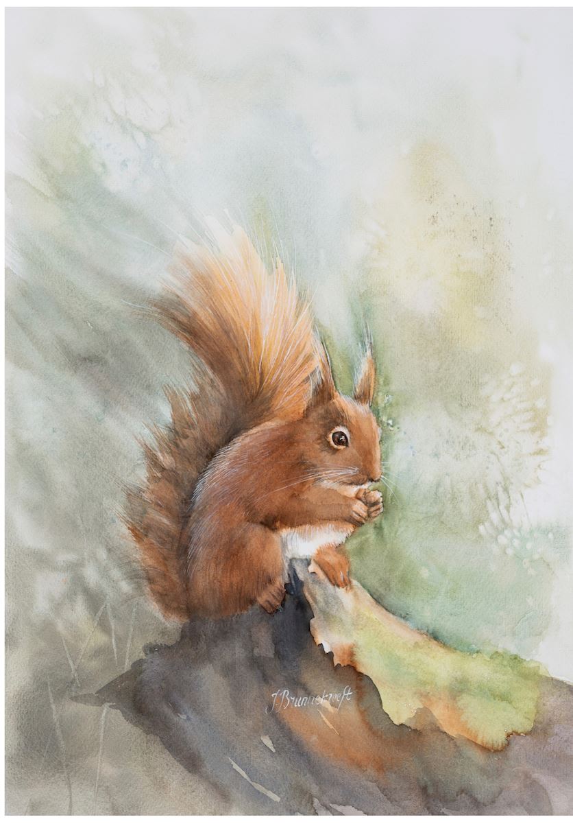  Squirrel 