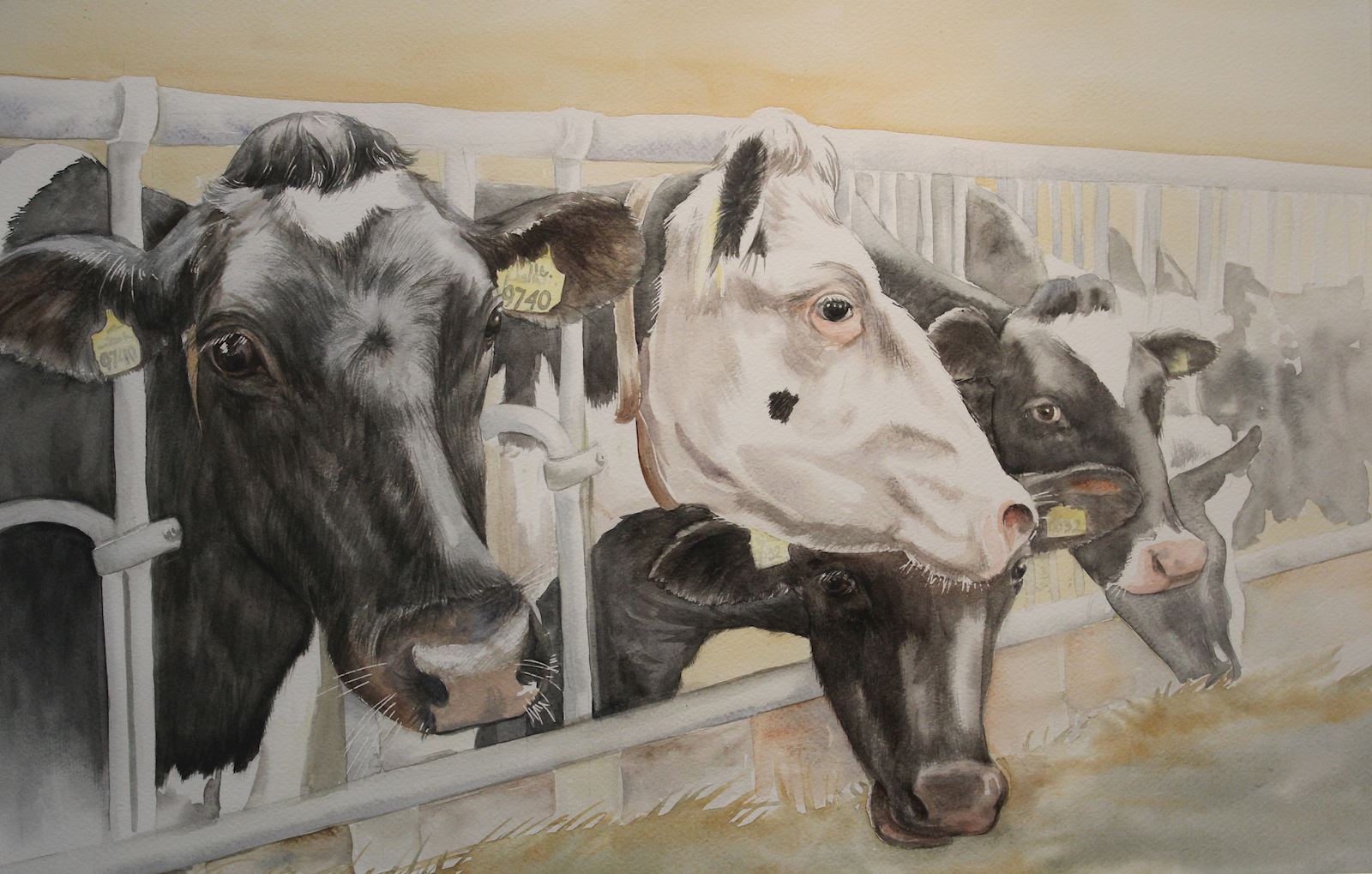 Cow number Eleven 