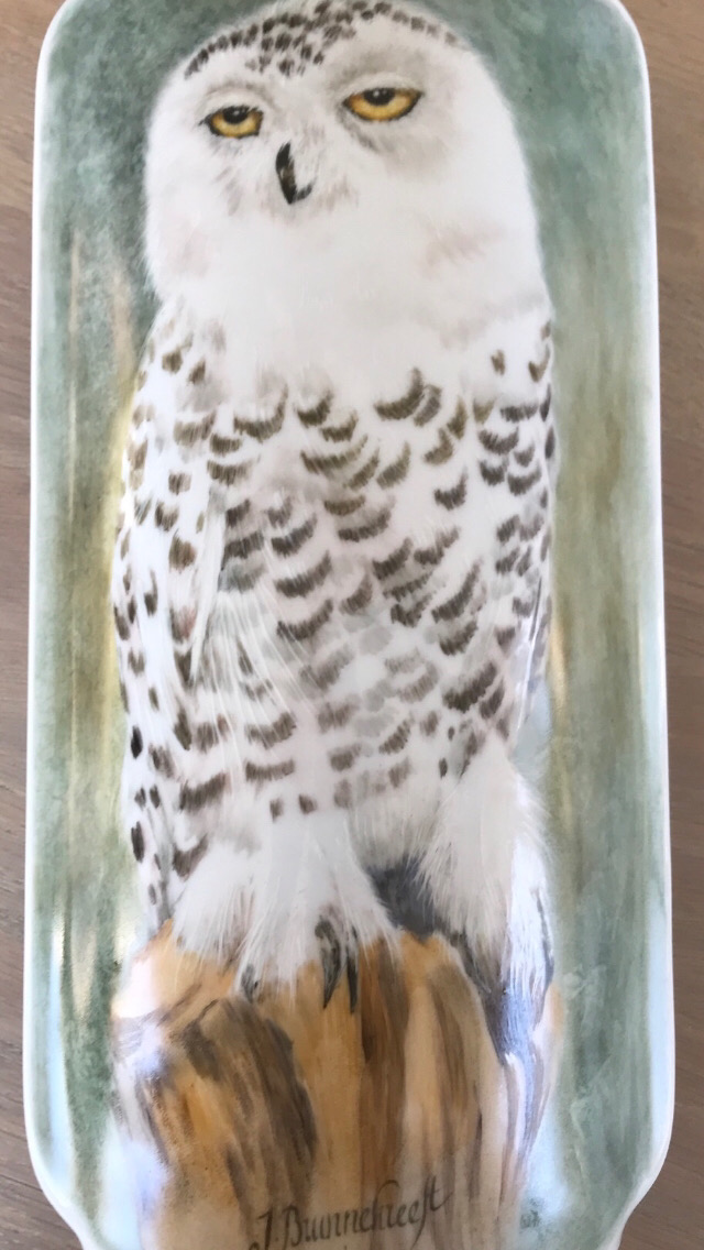 Snowy Owl