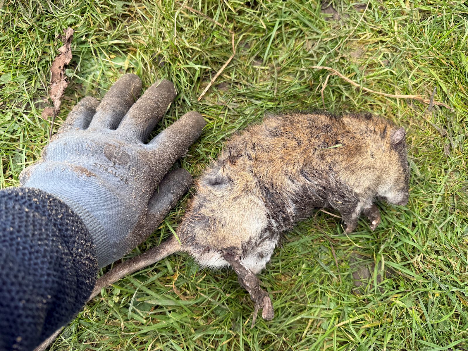 Waarom blijven ratten terugkomen en hoe voorkom je herhaling?