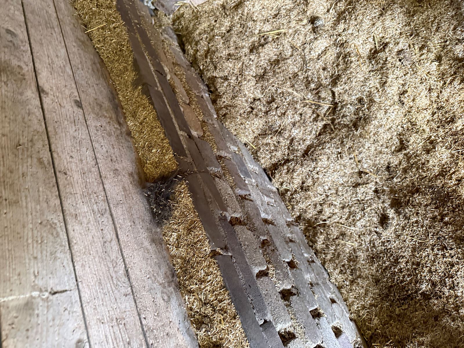 Hoe herken je rattenoverlast op je erf of bij je kippenhok?