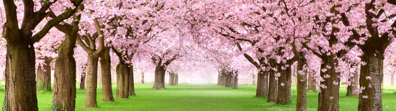 garden trees pink
