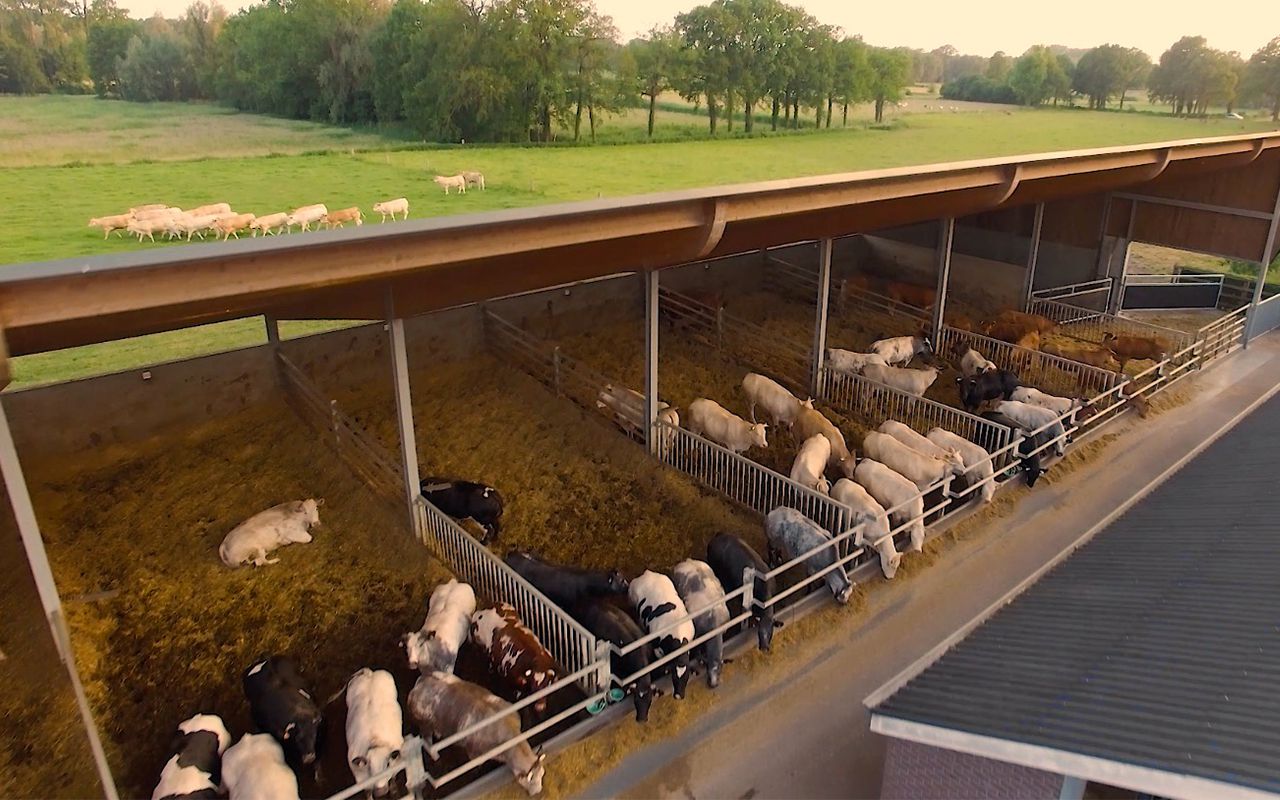 Vleesvee Integratie Twente VITS Foto stallen