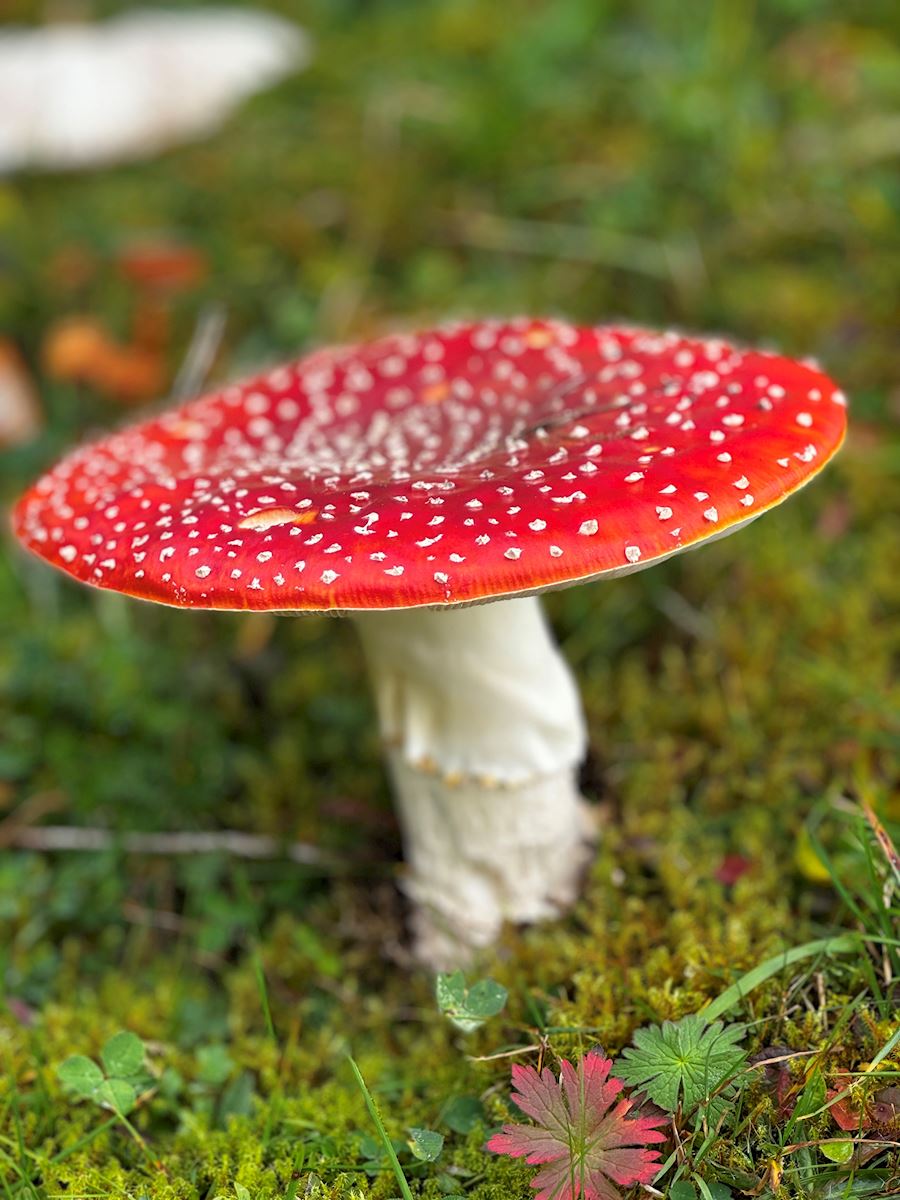 Paddestoel