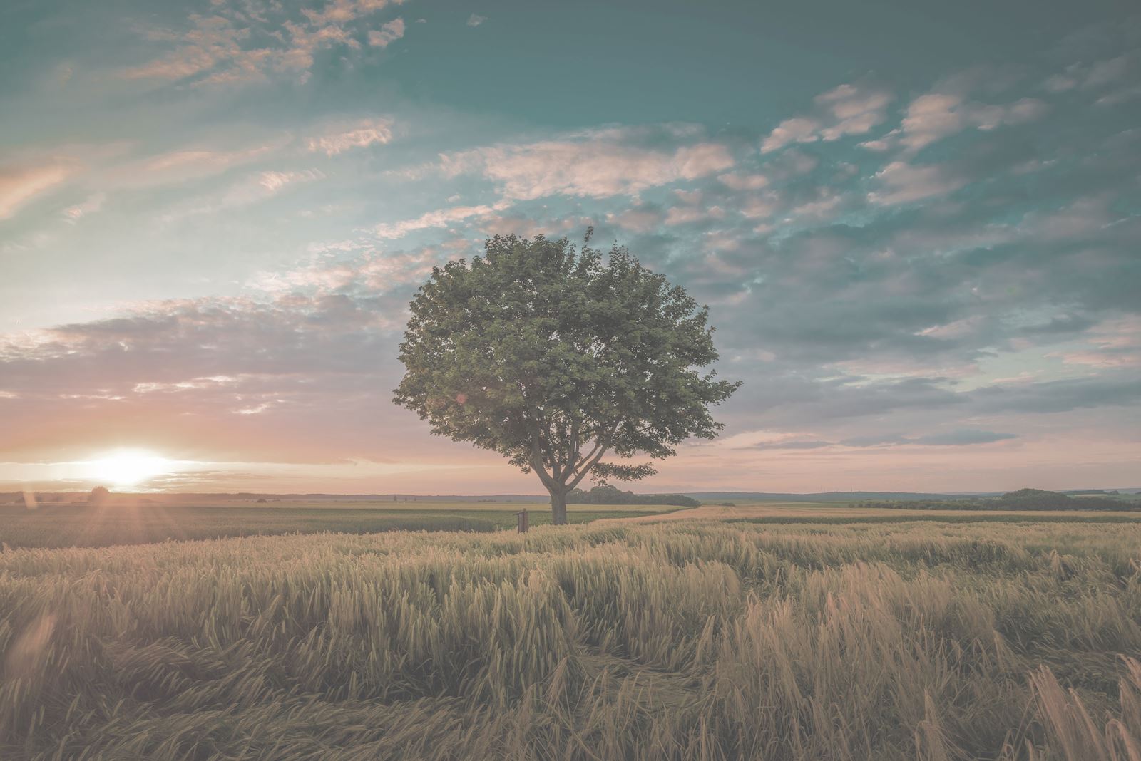 wide angle shot single tree growing clouded sky during sunset surrounded by grass copy