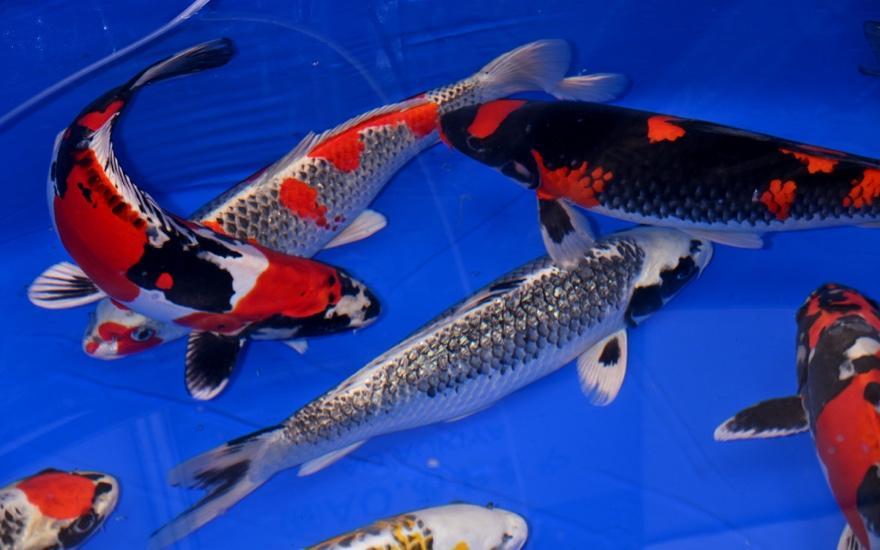 Koi 1