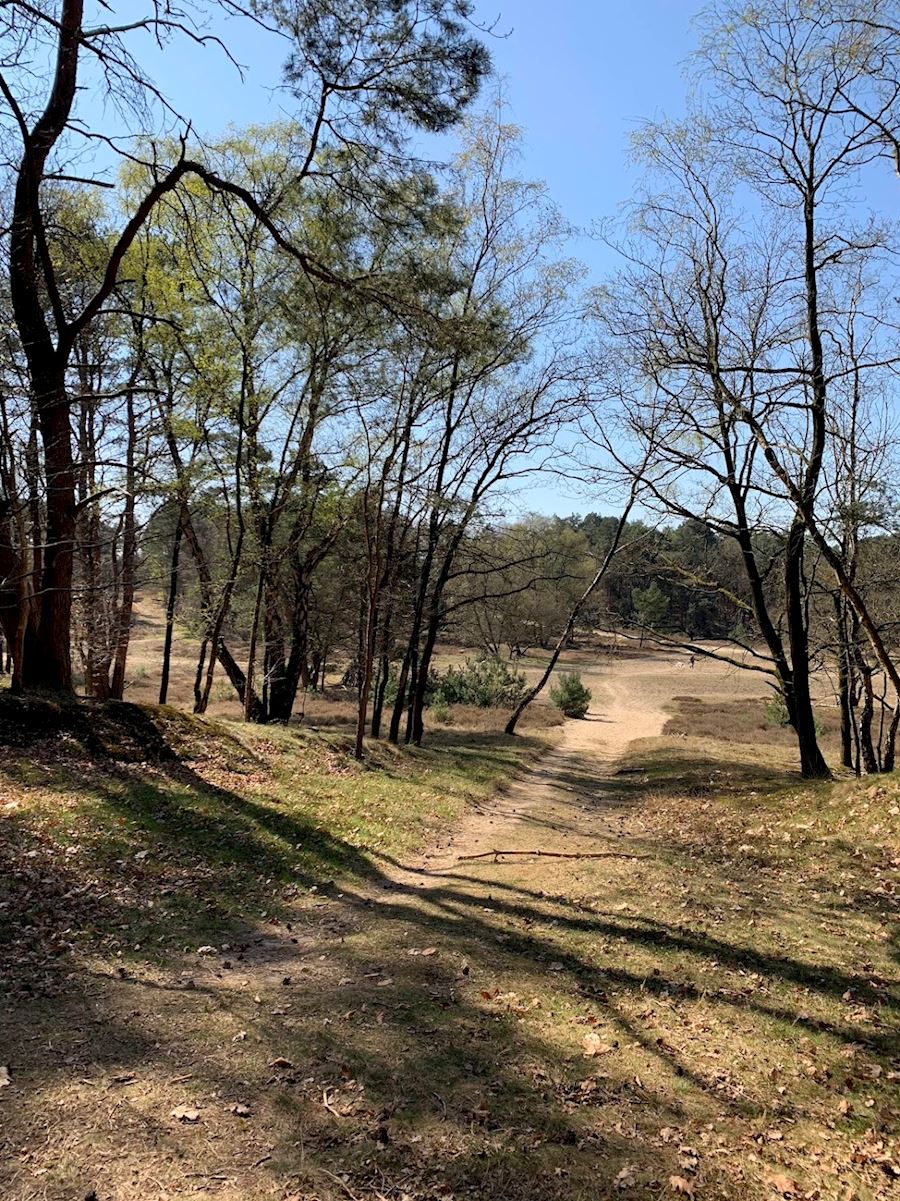 heide bomen pad