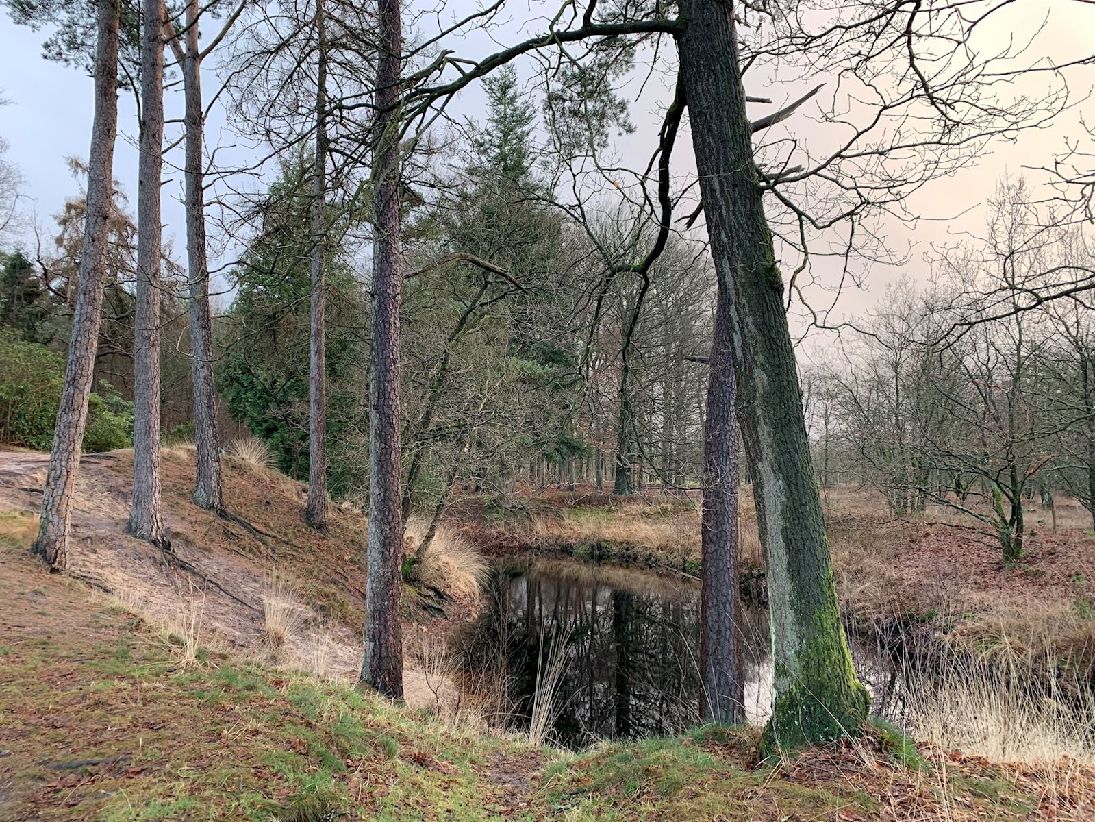 lage vuursche meertje liggend
