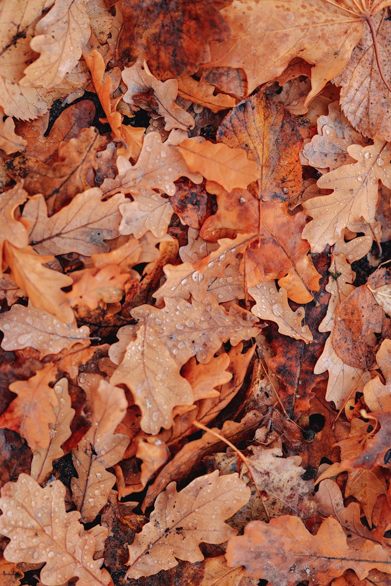 pexels valeria boltneva 14107903