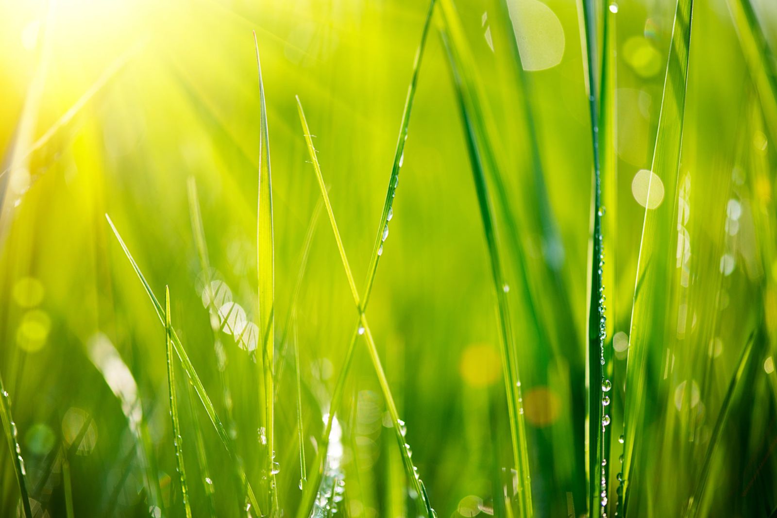 grass sun waterdrops