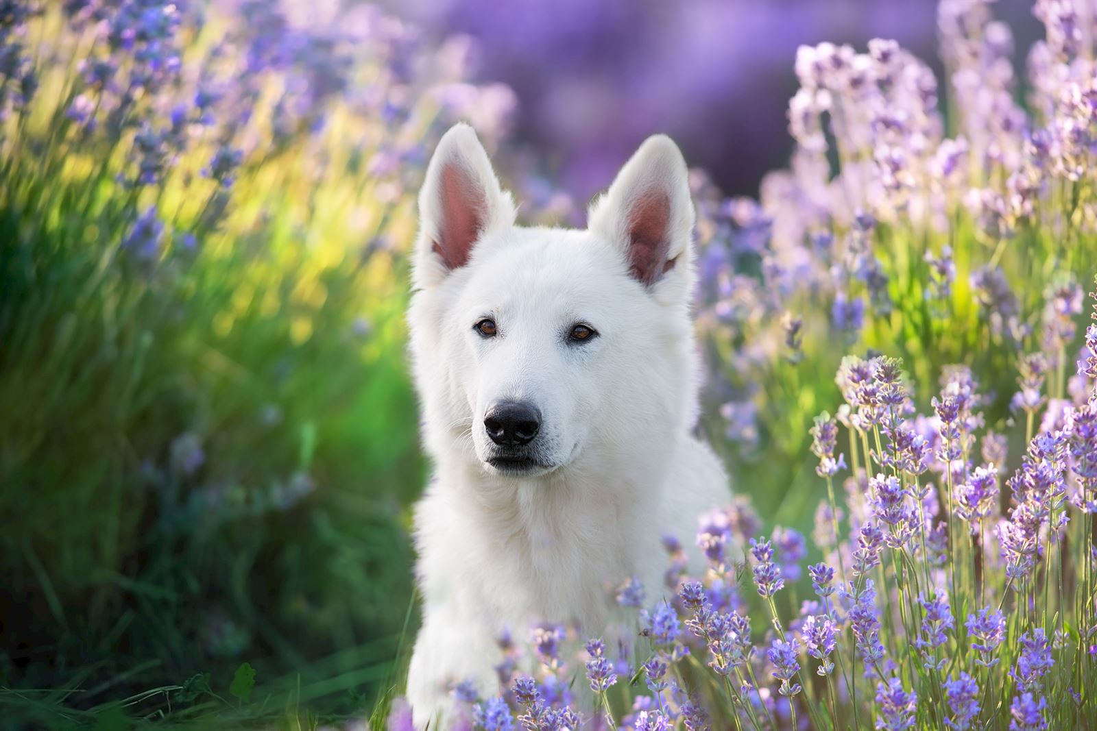 shutterstock 2187635661