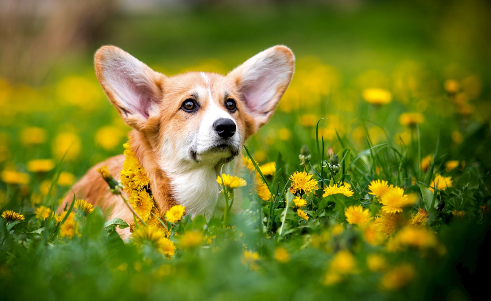 shutterstock 2455764683