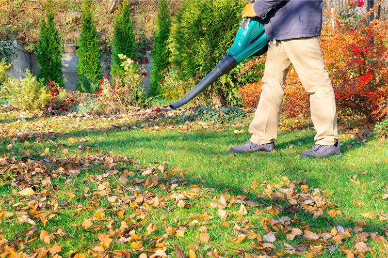 stockfoto bladblazer normaal