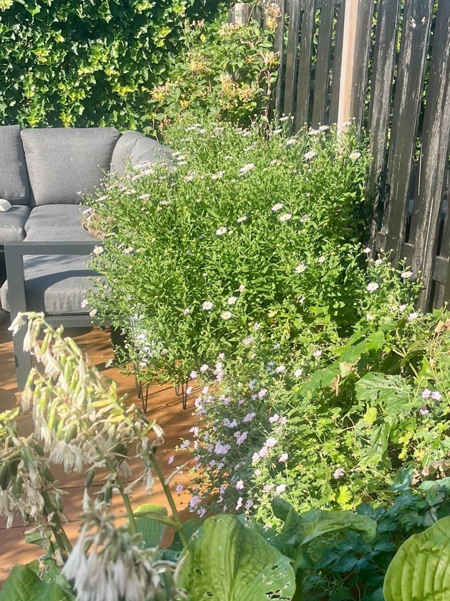 zzzzztuin juli 2026