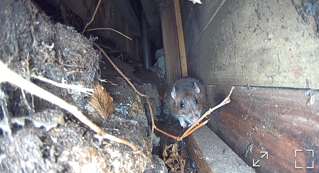 rat