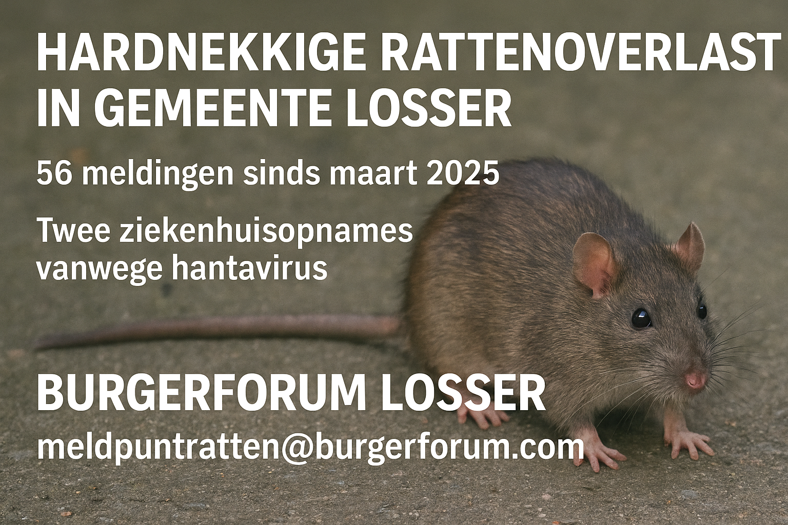 ratten foto RIvm